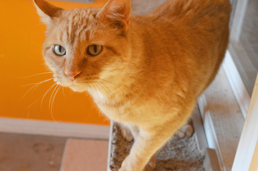 Dynamite, an eight year old orange domestic shorthair, is available for adoption at Tenderheart Animal Rescue + Sanctuary.