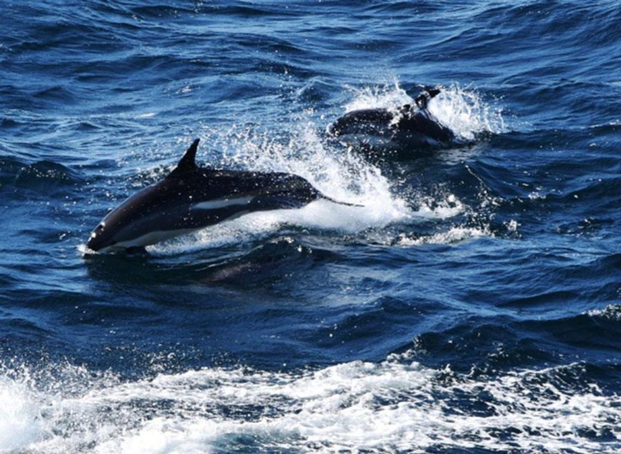 DILLIARD CAPTURED pictures of bottlenose dolphins playing in the water
alongside their ship.