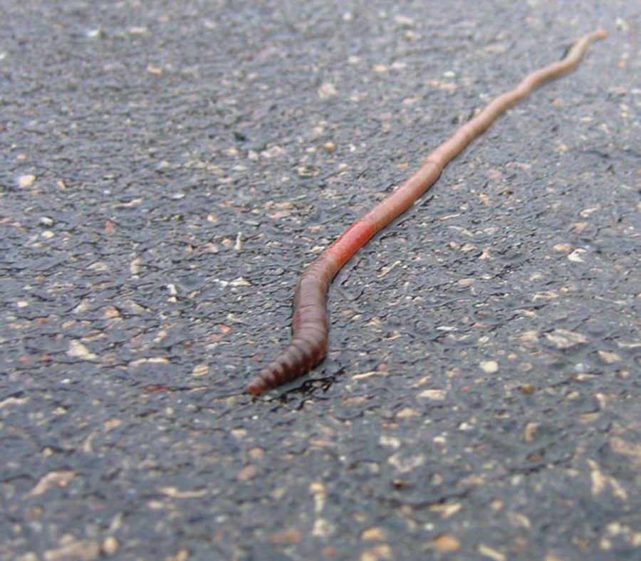 Worms invade campus – The Wayne Stater