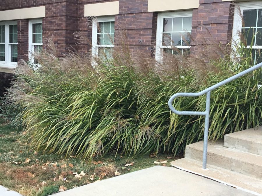 A small section of native tallgrass prairie plants in front of the Humanities building at Wayne State.