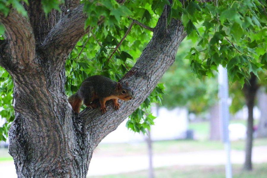 Watch Out, Squirrels! Wayne State Students Create Squirrel Watching Club