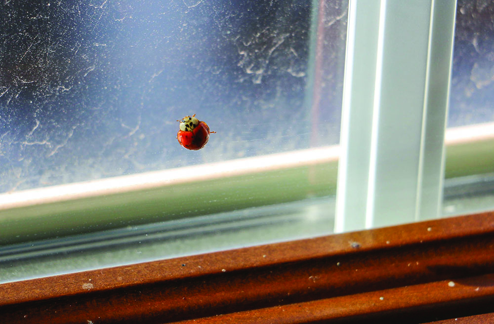 LADYBUGPAGE