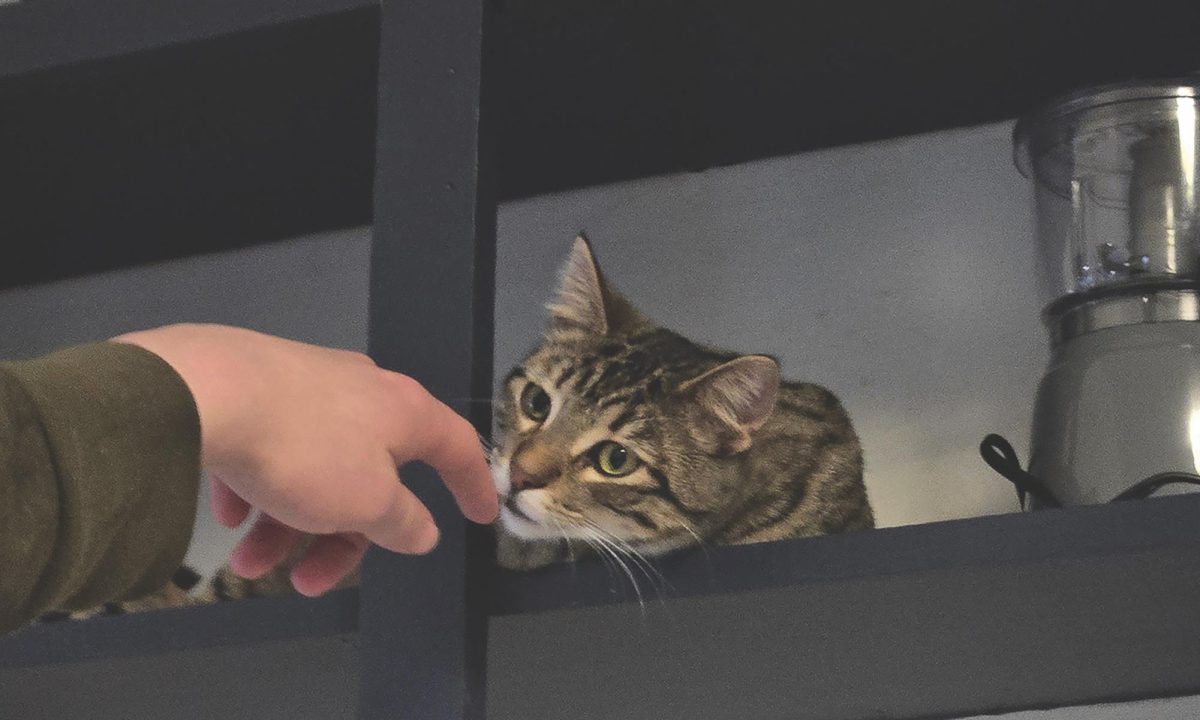 Alonso the cat socializes at the cat cafe hosted by Winside Wayward Cats.